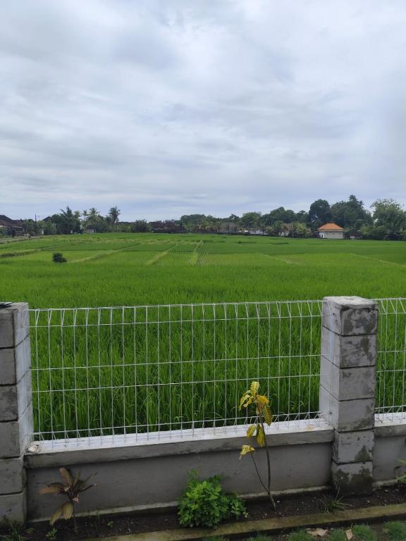 Umo Dewi - B&B Krambitan