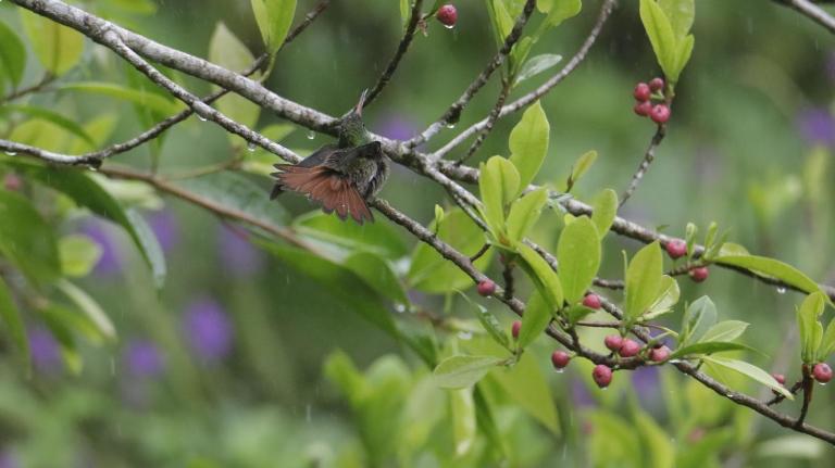 Aves de Tierras Altas - B&B Bijagua
