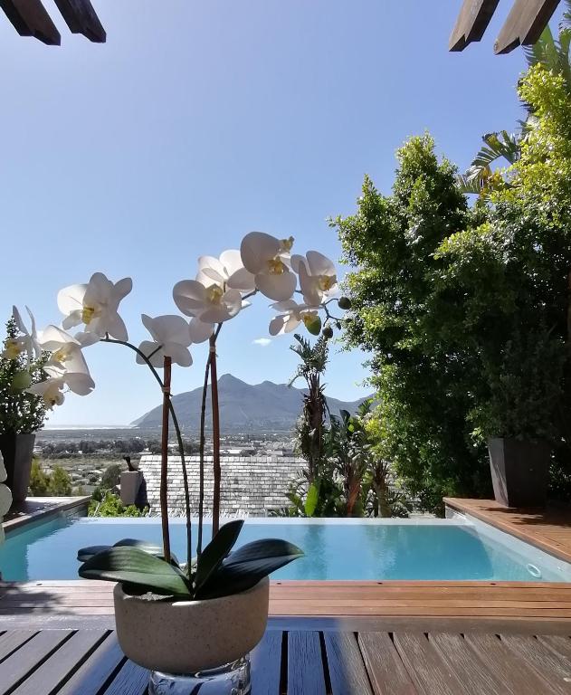 African Violet - Terraces - B&B Noordhoek
