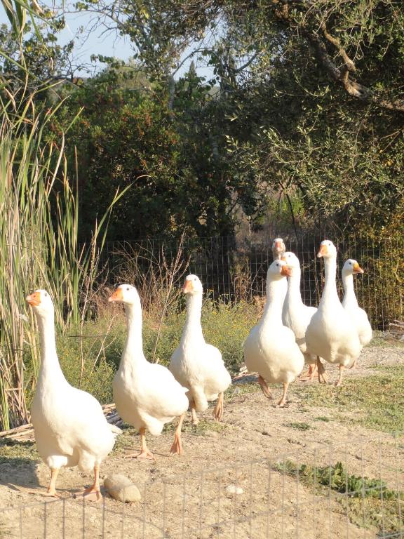 Aroggia Farm - B&B Ksanthates