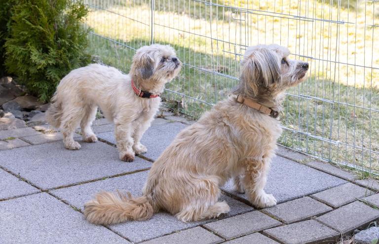 FeWo Harzer Bergwind Sankt Andreasberg, 1 Hund bis 30Kg willkommen, große eingezäunte Terrasse mit Gasgrill - Bed and Breakfast Sankt Andreasberg