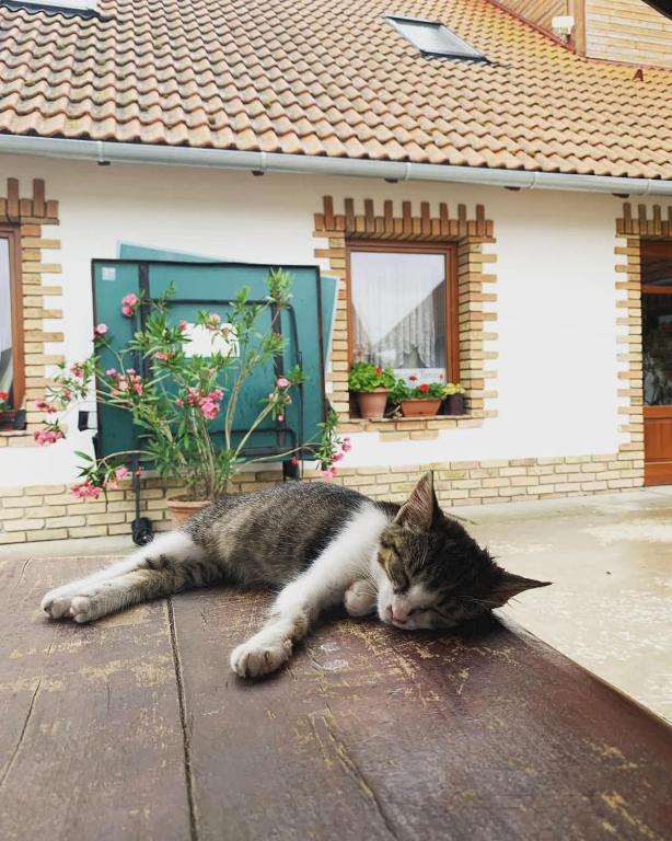 István lovas tanya - B&B Kiskőrös