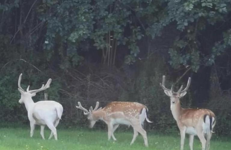 Creebridge Caravan Park - B&B Newton Stewart