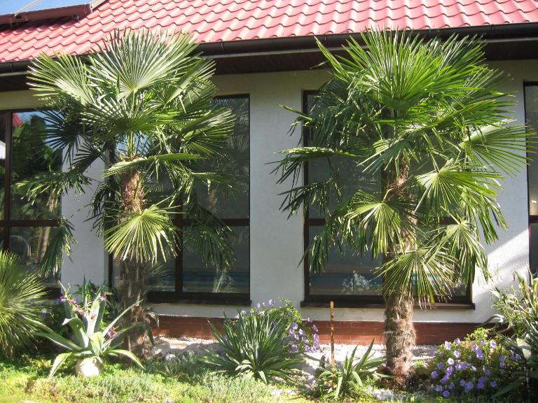Pokoje Gościnne Pod Palmami - Chambres d'hôtes Busko-Zdrój