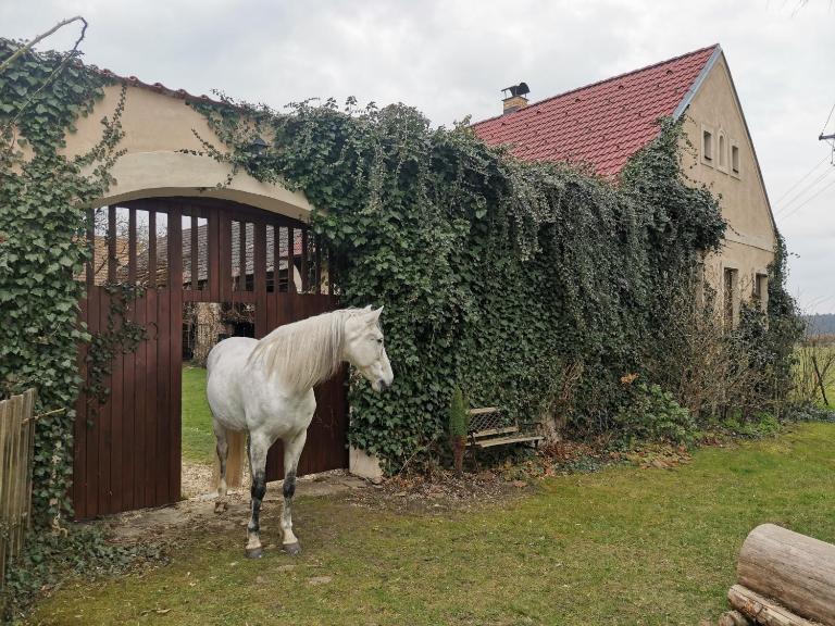 Apartmán U bělouše - B&B Třeboň