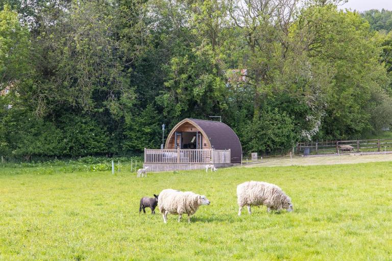Ashberry Glamping Pod - B&B York