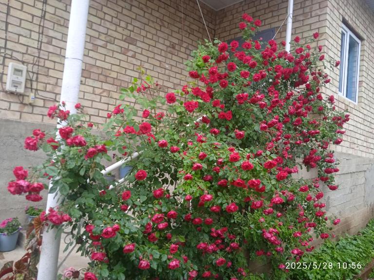 Guest house Kyzyl alma - B&B Arkit