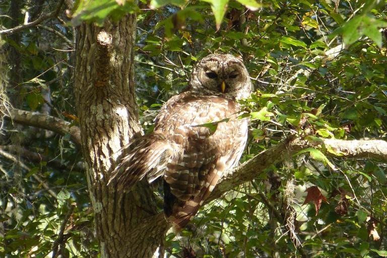 Wise Owl Retreat on the River - B&B Dunnellon