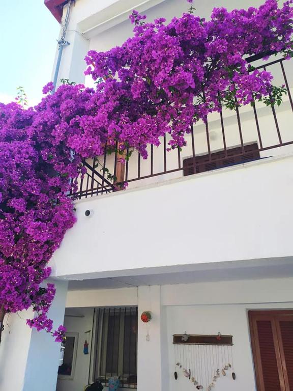 Summer place Pefkohori - B&B Pefkochori