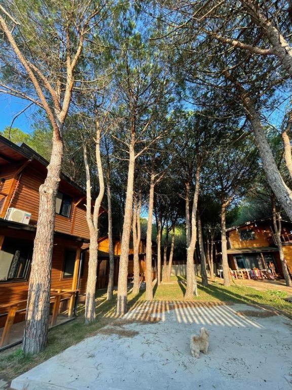 Mikpritja Velipojë 1 - Ferienwohnung Velipojë