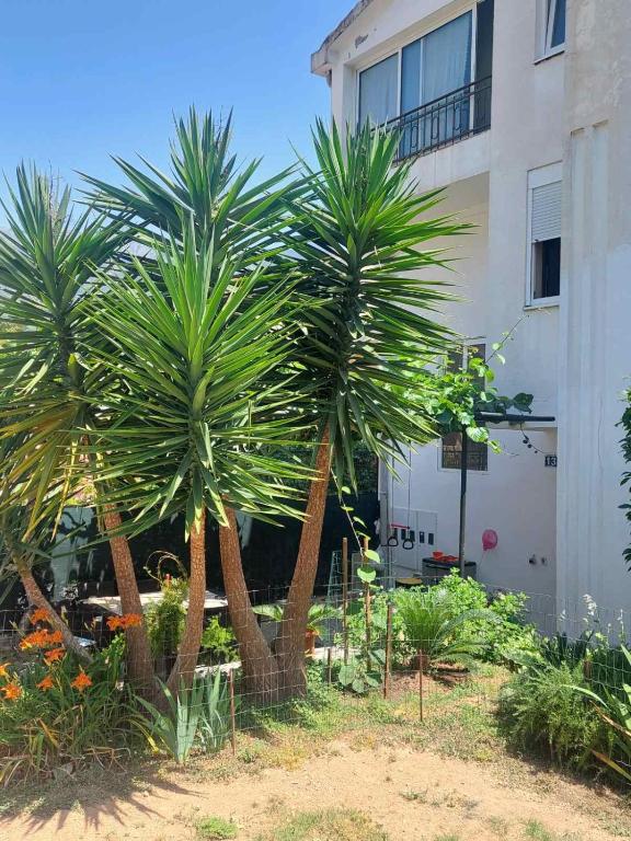 Goran - B&B Budva