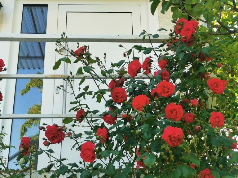 Casa Wilhelm - Bed and Breakfast Seeheim-Jugenheim