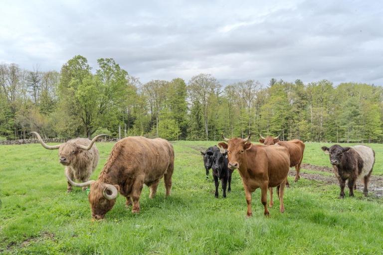 Family Friendly Highland Cattle Farm with Panoramic Views - A - B&B Loudon
