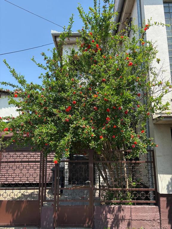 Peaceful home Suvacha - B&B Kikinda