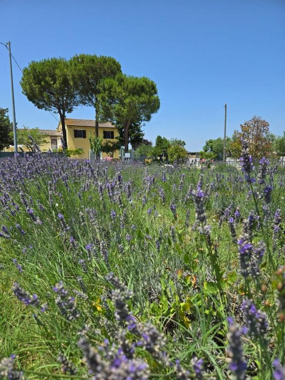 CaSAle B&b - Ferienwohnung Castelfidardo