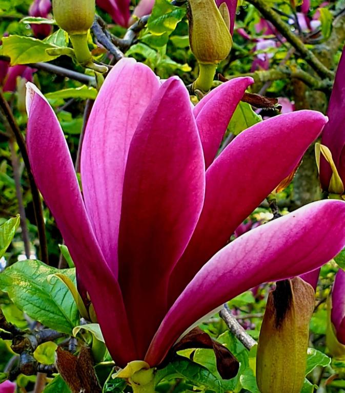 Magnolija - Ferienwohnung Liepāja