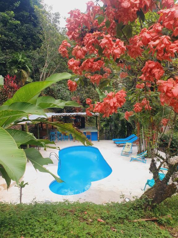 Plaza Tucanito - jungle up your life - Bed and Breakfast Cahuita