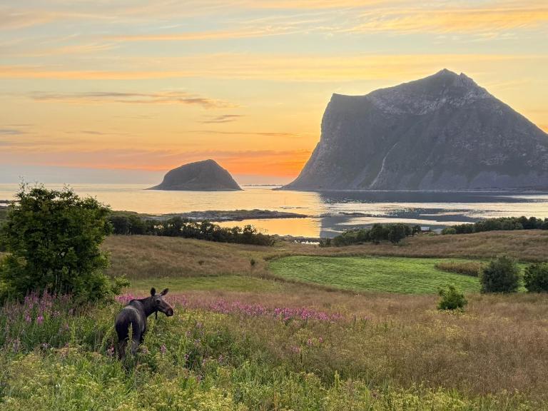 Haukland Panorama Lofoten - Chambres d'hôtes Leknes