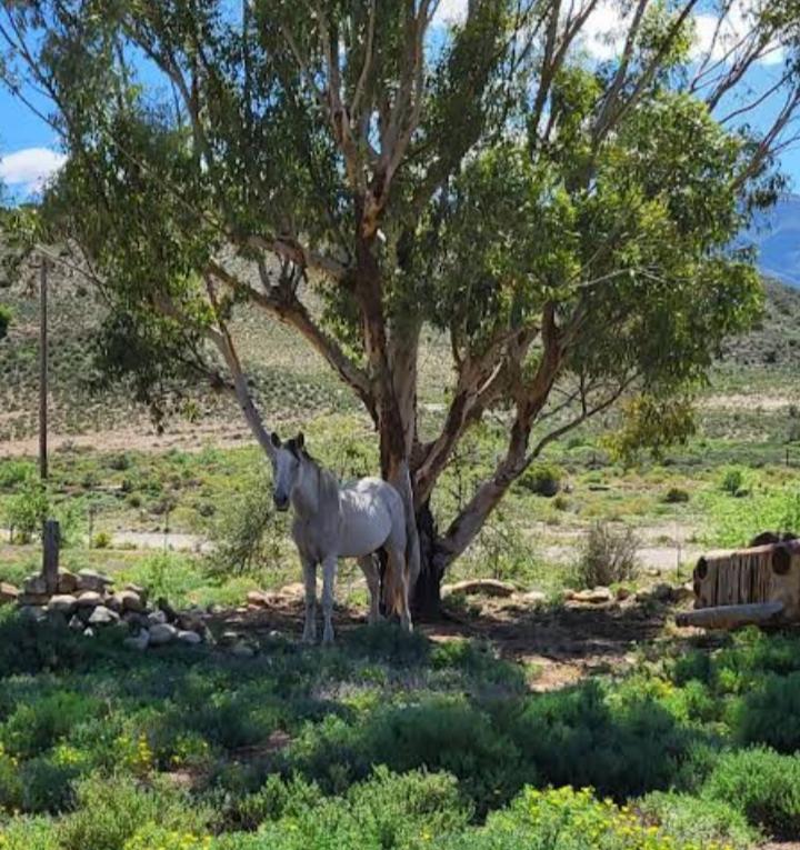 Rocky Sands - Klein Karoo R62 - Ferienwohnung Plathuis
