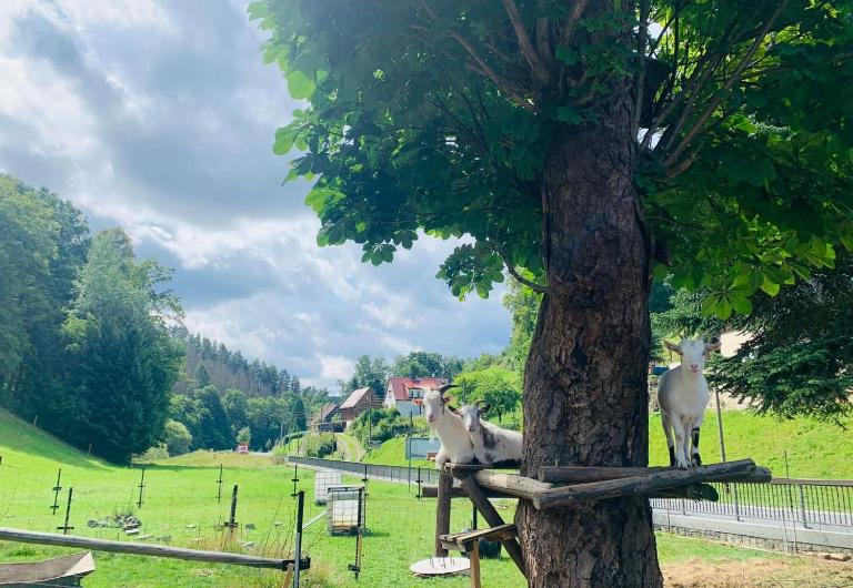 Naturhof Kluge - B&B Saupsdorf