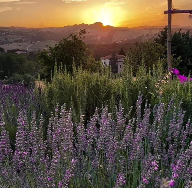 Amor di Lavanda - B&B Cingoli
