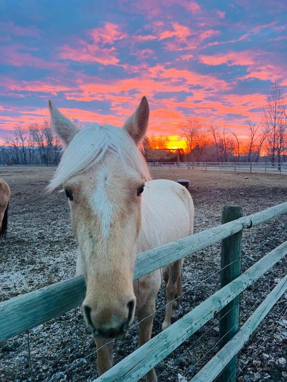 Cabin on Horse, Donkey and Cow Farm - B&B Bozeman