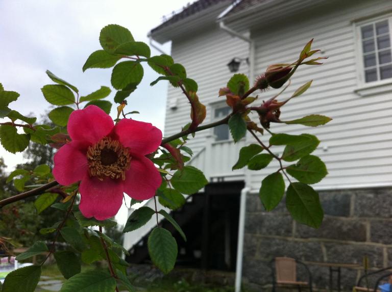 Arctic Garden - B&B Lødingen