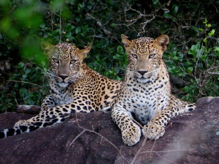 Yala Safari Rest - B&B Tissamaharama