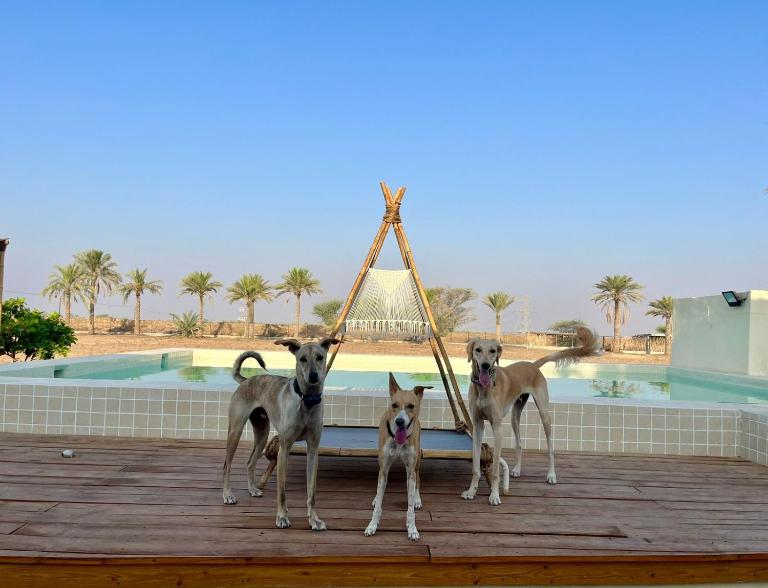 Naseem Farm Escape - dog-friendly camp site - B&B Ḩaşat al Bidīyah
