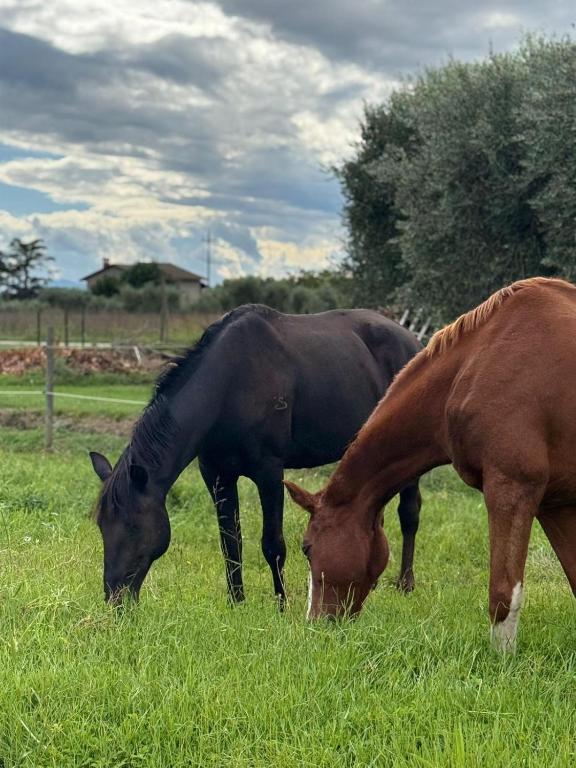 Ca' dei lecci - B&B Tuoro sul Trasimeno