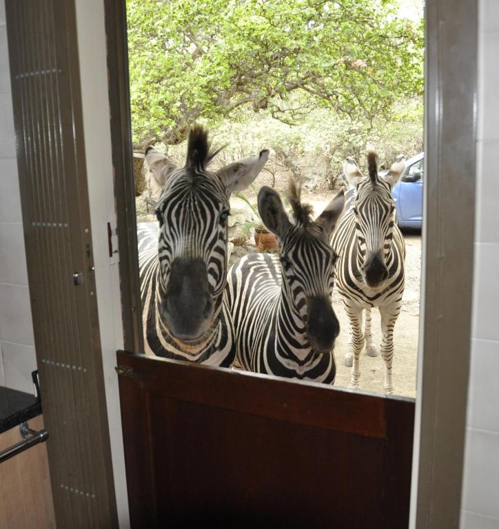 Milkwood Holiday Home - Chambres d'hôtes Marloth Park
