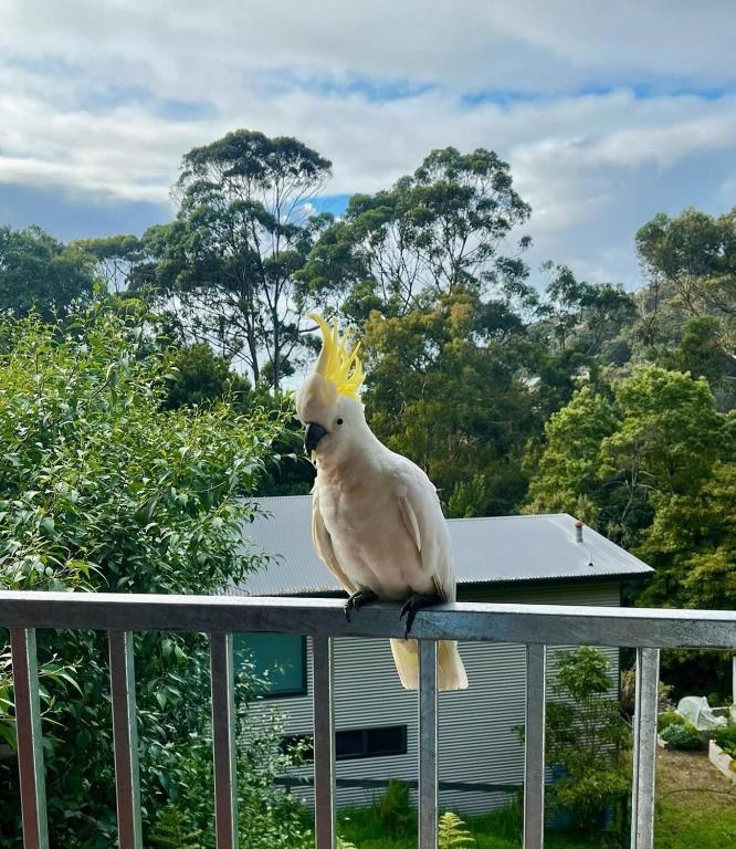 The Bluff Shack - B&B Wye River