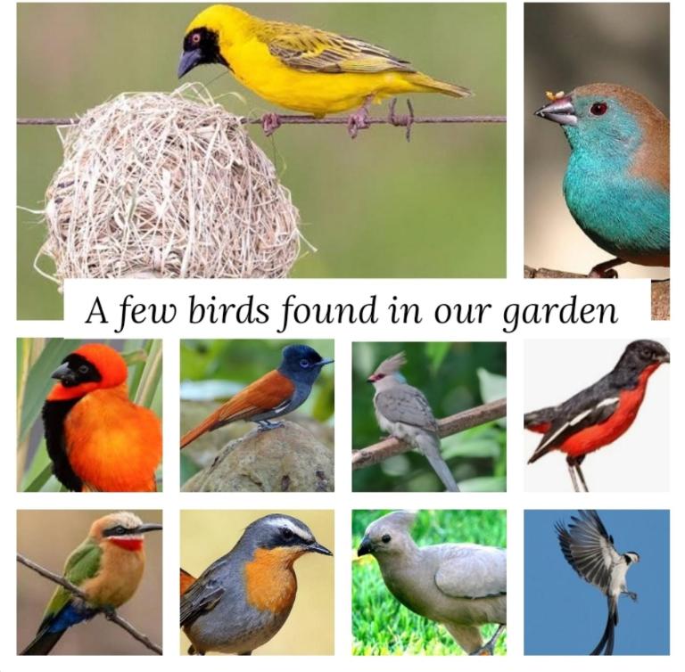 Bufflesdrift Bush and Birding - B&B Pretoria