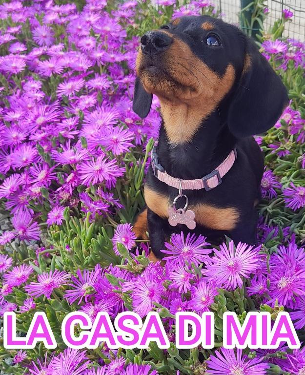 La Casa di Mia - B&B Vesime
