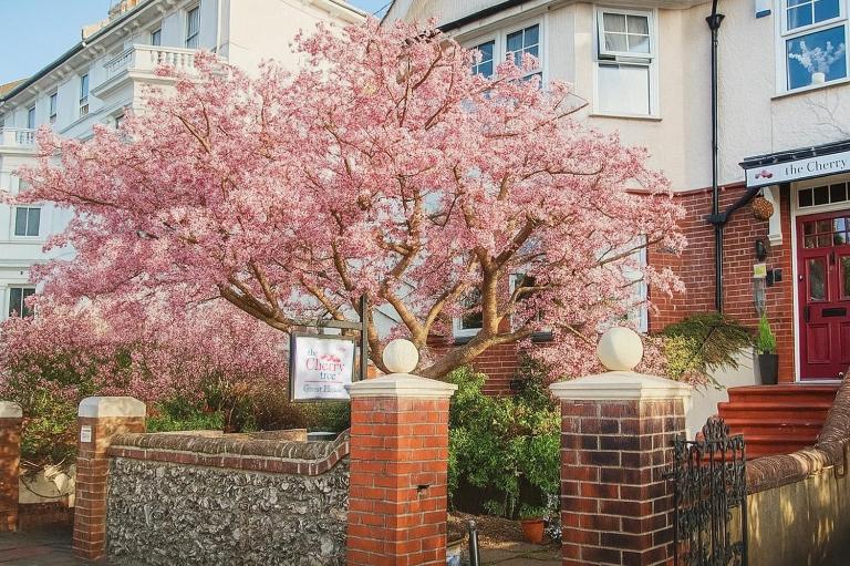 The Cherry Tree B&B - B&B Eastbourne