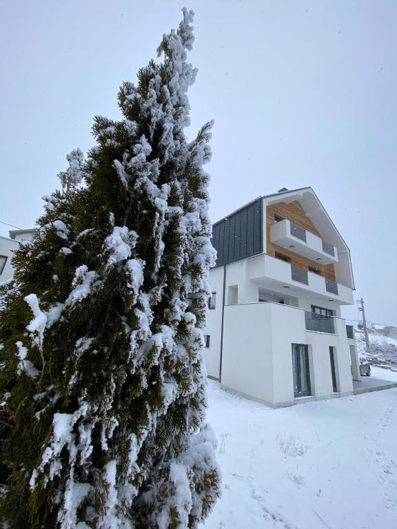 Marmotta Paltinis - B&B Păltiniș