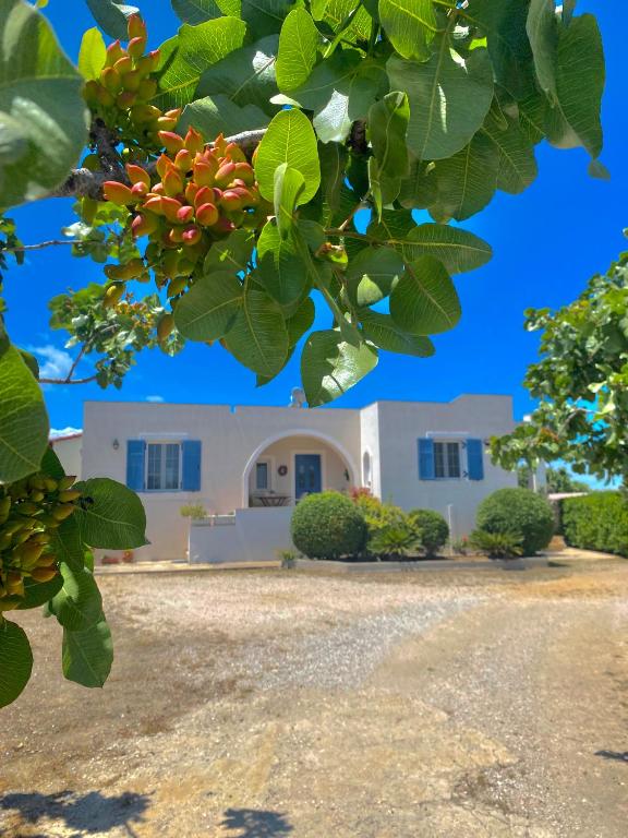 Tzitzi Pistachio Villa - B&B Arachnaio