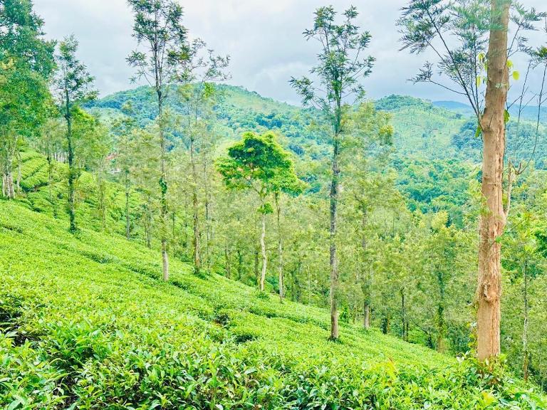 Zonooro Homestay Vythiri - Bed and Breakfast Vythiri