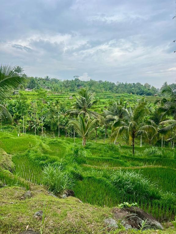 Greenday bungalows - B&B Tetebatu