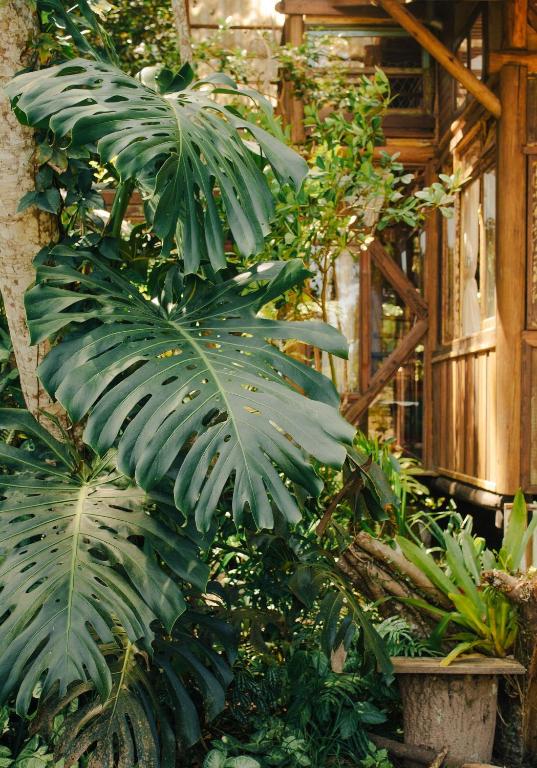 Cabana na Mata • Privacidade • Mariscal - Bed and Breakfast Bombinhas