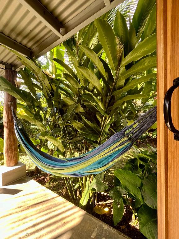 Casa Salvaje Vacation Rentals - B&B Bocas del Toro