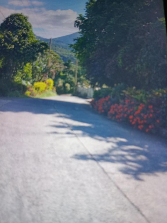 Jolly's Mountain Side Guest House - B&B Roseau