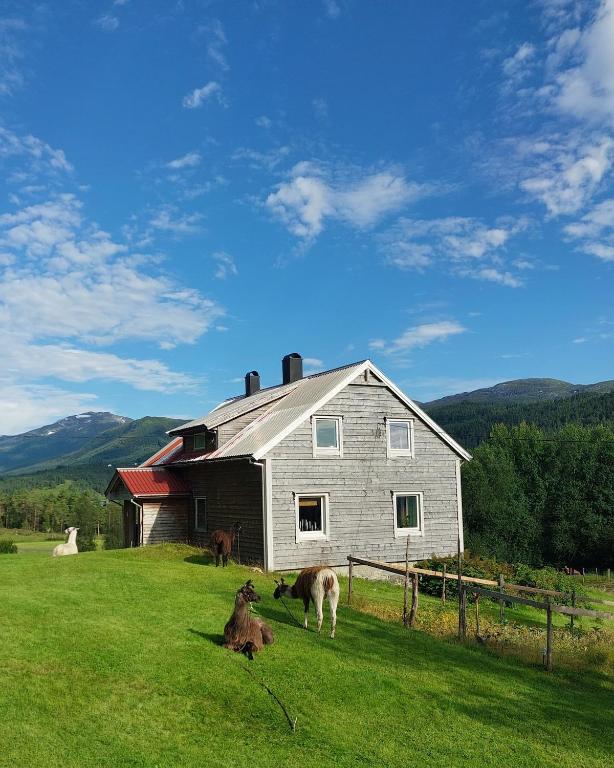 Llama Lodge Authentic Sunnfjord Farm - B&B Kleiva