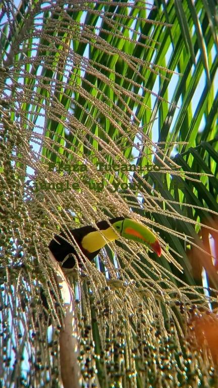 Plaza Tucanito - jungle up your life - B&B Cahuita