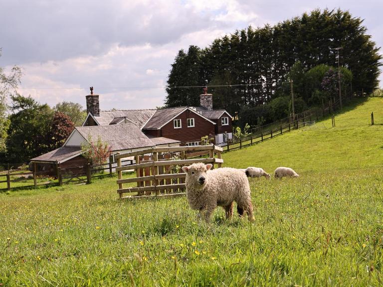 Bryn Y Garreg Cottage - The Wireless Free Farm - B&B Llangadfan