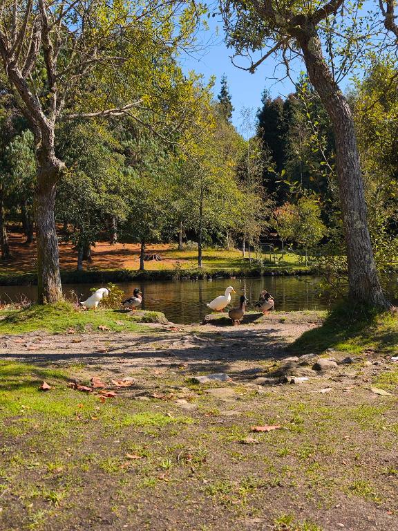 La Casa del Lago Castiñeiras refugio para familias y amigos - B&B Vilaboa