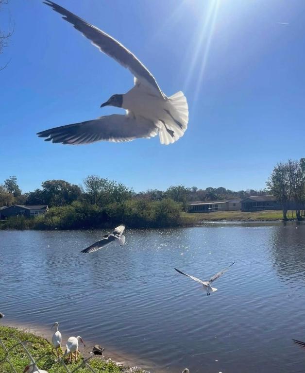 Private Tropical Waterfront Sanctuary w pool, hot tub & an island! Pet Friendly - B&B New Port Richey