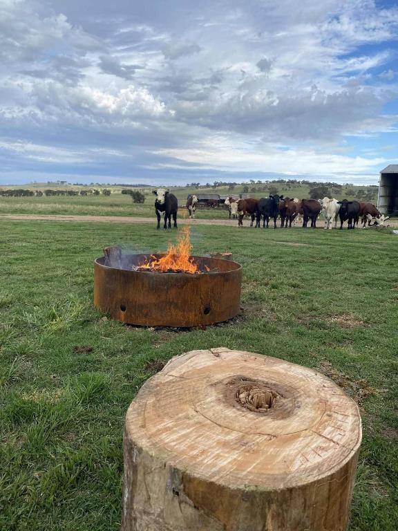 Luxury Farm Retreat Yarrimbah Shear Shed Farmstay CREEK WILDLIFE FIRE STARS - B&B Glencoe
