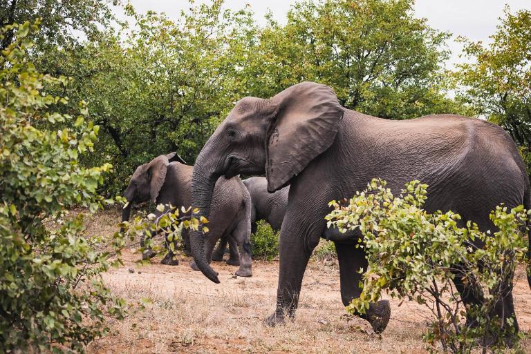 Oase by 7 Star Lodges - Greater Kruger Private 530ha Reserve - Bed and Breakfast Hoedspruit