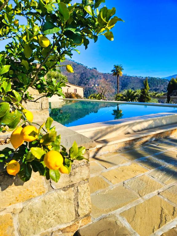 La Marginella - Tuscan Estate & Olive Orchard with Pool - B&B Pescia